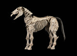 Mythic Legions - Skeleton Steed - Reinforcements 3
