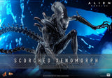 Alien: Romulus - Scorched Xenomorph - MMS789 - Hot Toys (7766585278640)